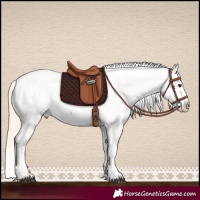 Horse Color:Palomino Tobiano Appaloosa 