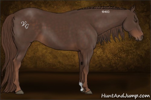 Horse Color:Liver Chestnut 