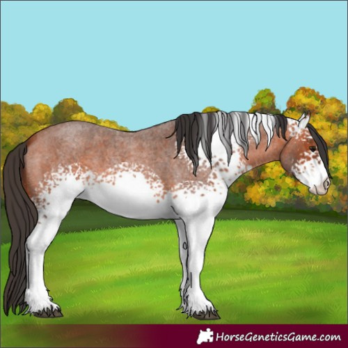 Horse Color:White Spotted Bay Roan 
