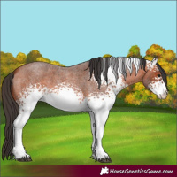 Horse Color:White Spotted Bay Roan