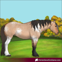 Horse Color:White Spotted Bay Roan Dun