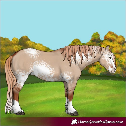Horse Color:White Spotted Red Dun Splash 