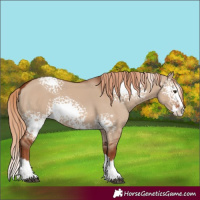 Horse Color:White Spotted Red Dun Splash