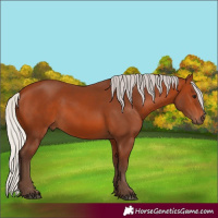 Horse Color:Silver Bay 
