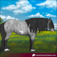 Horse Color:Blue Roan Frame