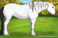 Horse Color:Gray White Spotted Grullo Appaloosa