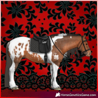Horse Color:Bay Tobiano Blanket 