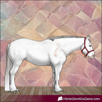 Horse Color:Bay Sabino Splash 