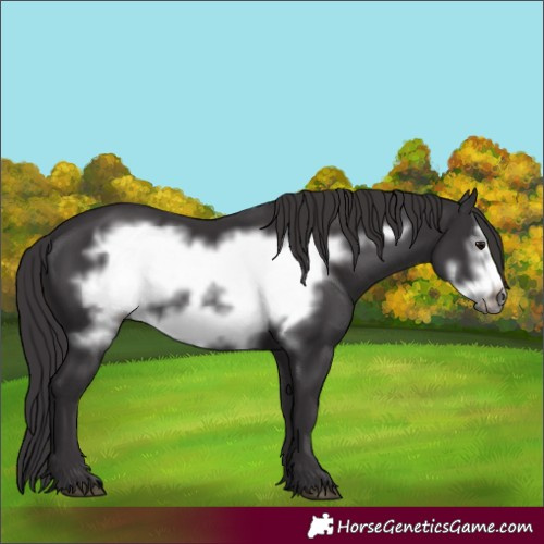 Horse Color:Smoky Black Frame 