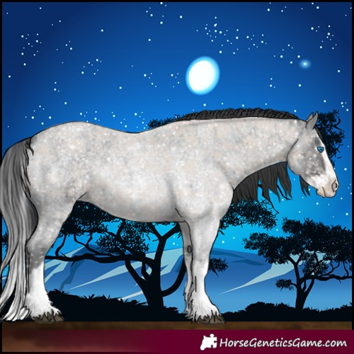 Horse Color:Blue Roan Splash Rabicano 