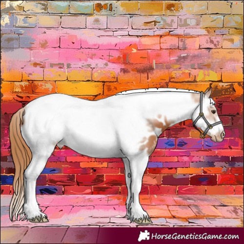 Horse Color:Chestnut Splash Tobiano Frame Near Leopard