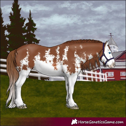 Horse Color:Chestnut Sabino Splash 