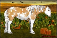 Horse Color:White Spotted Silver Buckskin Sabino Splash