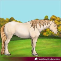 Horse Color:Buckskin Roan Pearl 