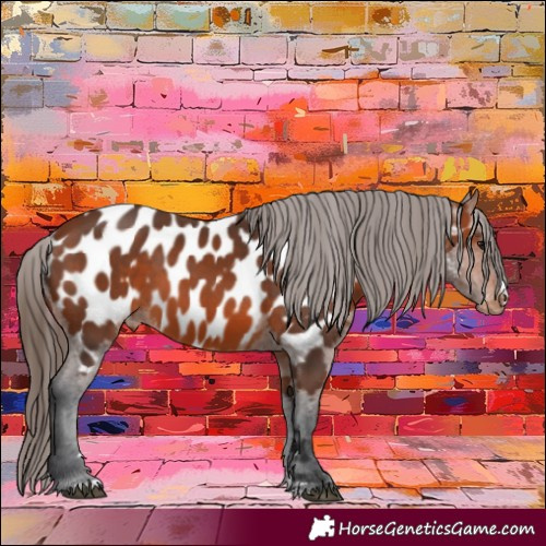 Horse Color:Bay Appaloosa 