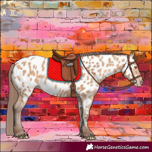 Horse Color:Amber Champagne Appaloosa 
