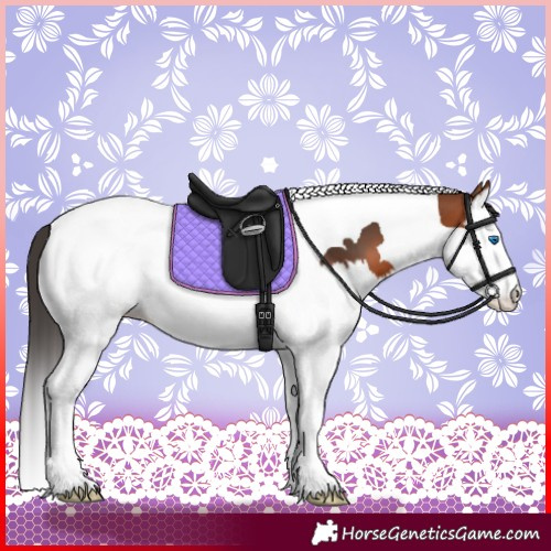 Horse Color:Bay Splash Tobiano 