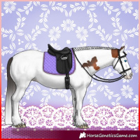 Horse Color:Bay Splash Tobiano