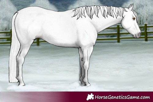Horse Color:Gray Silver Black Pearl Tobiano