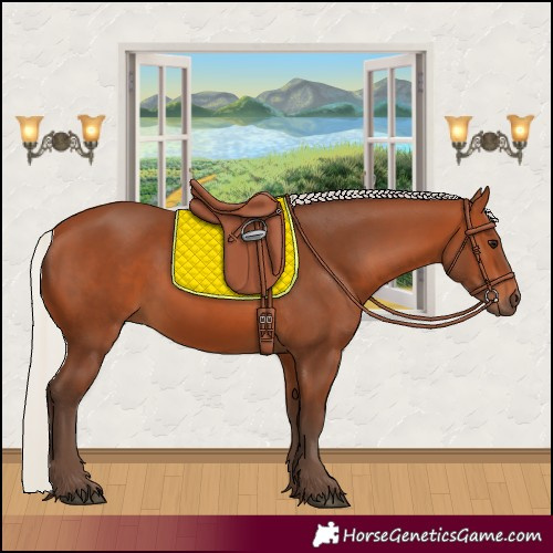 Horse Color:Silver Bay 