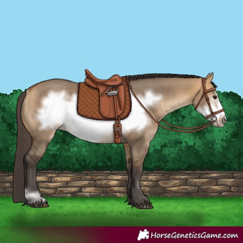 Horse Color:Buckskin Dun Frame Rabicano 