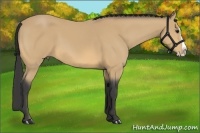Horse Color:Buckskin Splash 