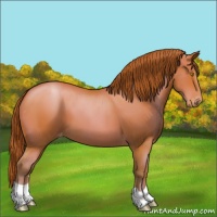 Horse Color:Bay Pearl Appaloosa