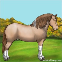 Horse Color:Bay Pearl Tobiano