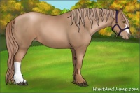 Horse Color:Liver Chestnut Pearl 