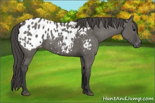 Horse Color:Grullo Appaloosa 