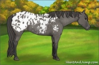 Horse Color:Grullo Appaloosa 
