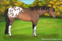 Horse Color:Bay Appaloosa 