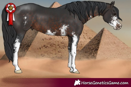 Horse Color:Brown Sabino