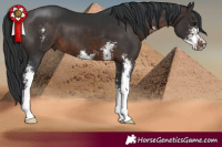 Horse Color:Brown Sabino