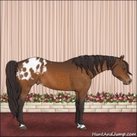 Horse Color:Buckskin Appaloosa