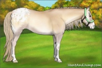 Horse Color:Red Onyx Pearl Appaloosa 
