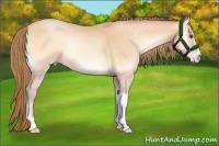 Horse Color:Bay Pearl Onyx