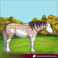 Horse Color:Plaid  Bay Roan Dun Splash Frame 