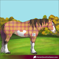 Horse Color:Plaid  Buckskin Splash Frame 