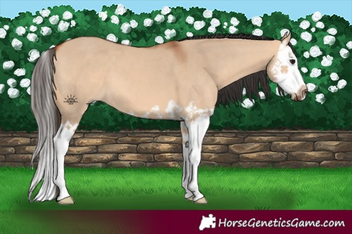 Horse Color:Bay Dun Splash 