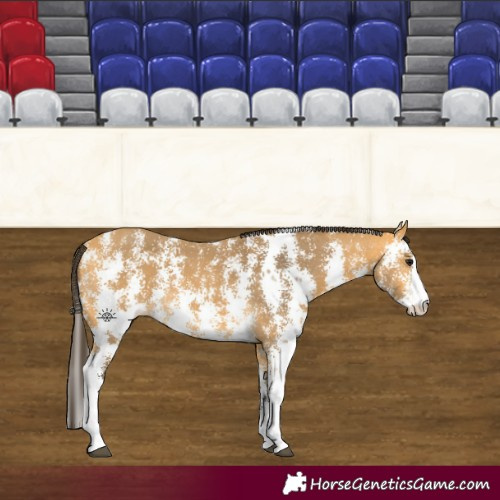 Horse Color:Buckskin Sabino 
