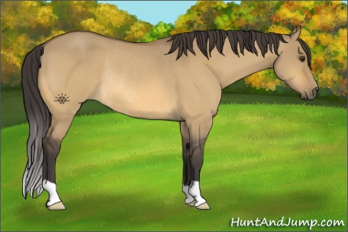 Horse Color:Buckskin Dun Rabicano