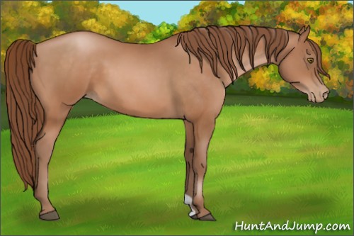 Horse Color:Brown Pearl
