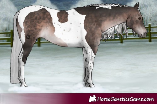 Horse Color:Gray Platinum Silver Brown Tobiano