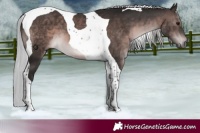 Horse Color:Gray Platinum Silver Brown Tobiano 