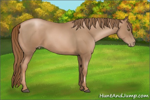 Horse Color:Liver Chestnut Pearl 
