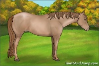 Horse Color:Liver Chestnut Pearl 