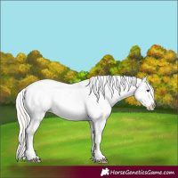 Horse Color:Silver Grullo Roan Frame Appaloosa 