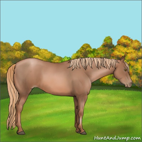 Horse Color:Liver Chestnut Pearl