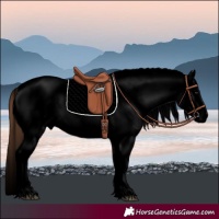Horse Color:Void White Spotted Bay Appaloosa 
